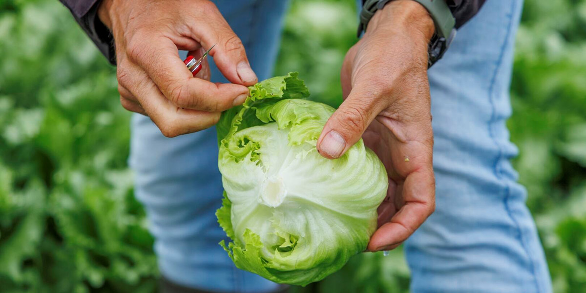 Rijk Zwaan lancia le varietà di lattuga iceberg con resistenza agli afidi